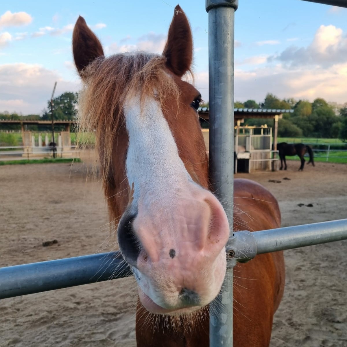Löwenherz, Kikis Pferd