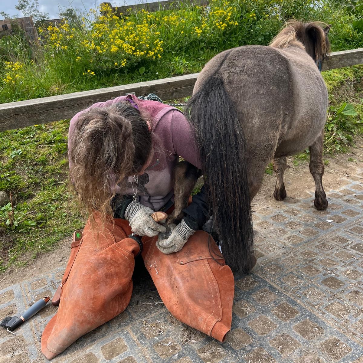 Kiki bei der sorgfältigen Hufbearbeitung eines Ponys