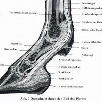 hufphysiologie